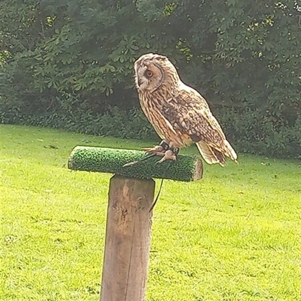 Customer Photo of Birds of Prey Staffordshire